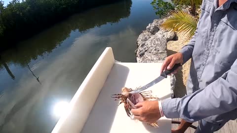 Manatee Eats Venomous Lion Fish