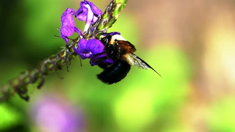 A honey bee (also spelled honeybee)
