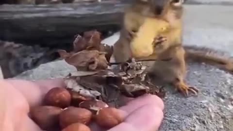 Bartering With A Squirell