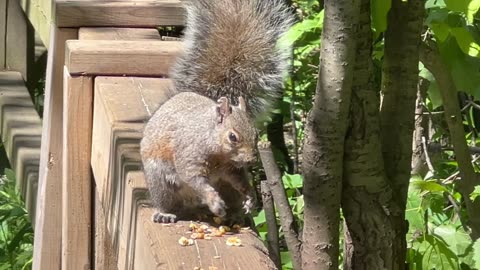 Red tailed squirrel and grey squirrel feud in the making