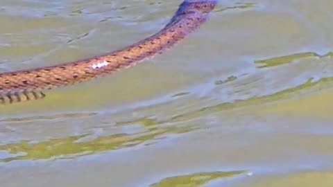 A grass snake in the river close-up / Snake in the water