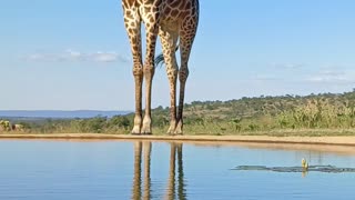 Giraffe Bull Drinking Water