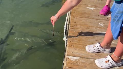 Pelican Snatches Tarpon's Hand-Fed Meal