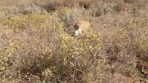 Mountain_lion_attack_hunter_in_idaho