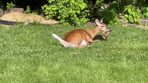 Live Birth at my Backyard Today! It was amazing view