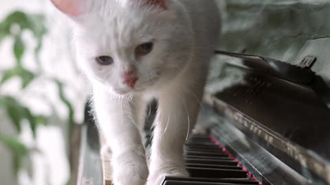 Cats vs Pianos!