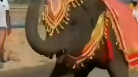 The baby elephant dancing