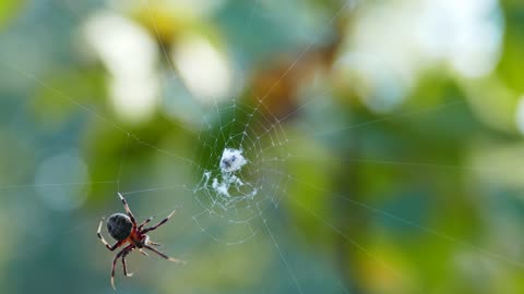 The barn spider