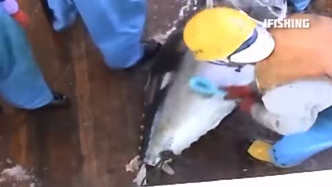 Fishing big bluefin tuna