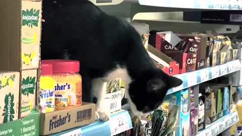 Lovely cat on the store shelves