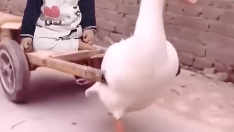A baby toing by duck 🦆 🦆 🦆 Funny animal video 🤣