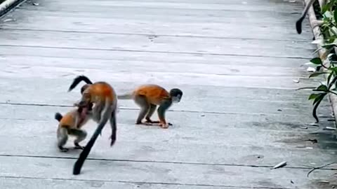 funny monkey playing _ monkey baby _ monkey playing _ monkey #shorts #monkeycomedy #monkey