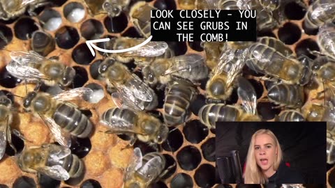 60 Second Zoology - Altruistic Honeybees