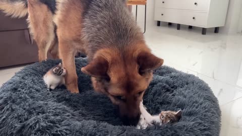 German Shepherd Shocked by Tiny Kittens occupying dog bed!