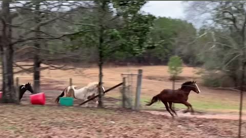 The wonderful sound of the rolling thunder of horse hooves running free