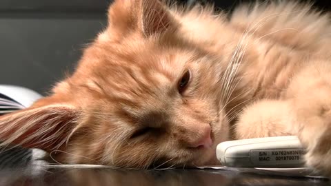 Adorable Cat’s Playful Antics: A Must-Watch Video!