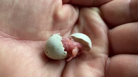 The Smallest Parrot you have ever seen Tiny egg rescue #9