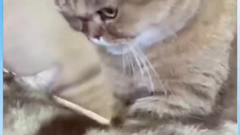 Angry cat, funny cat