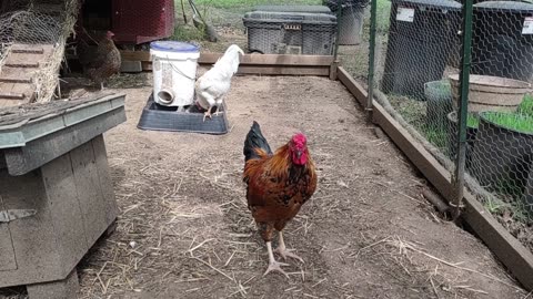 Introducing my hens to my new roosters...again.