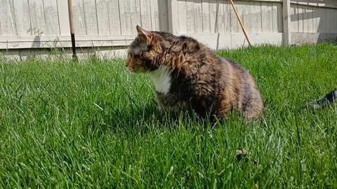 Grass Munching Kitty