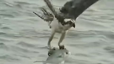 Eagle hunting fish