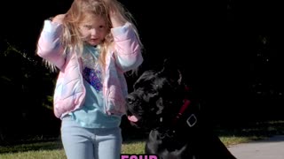 This Large Cane Corso Will Listen to a 4 Year Old!?!