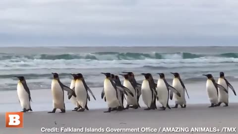 Chill Penguins Minding Their Own Business Waddle Across U.K. Beach