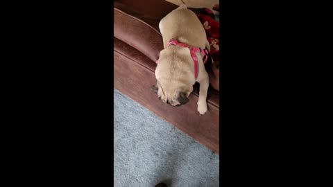 Sandy Pug growls like a lion and then attacks my feet