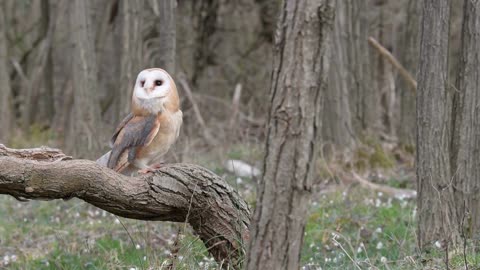 Barn Owl | 4K | Birds | Wildlife | Free Stock Footage