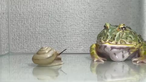 【Oh my god】Pacman frog and snail【WARNING LIVE FEEDING】