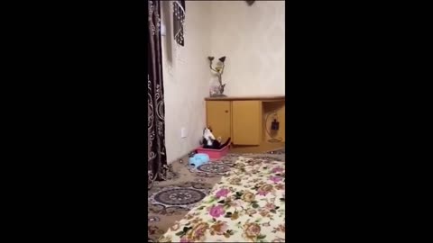 Funny animal videos - Funny cats/dogs