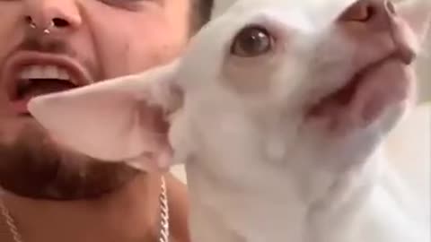 Funny dog video