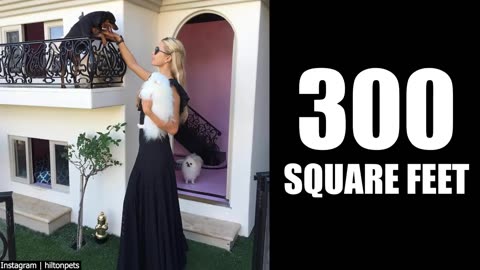 Paris Hilton's $300K Luxury Dog Mansion