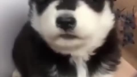 cute baby husky video