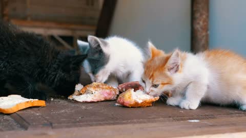 Homeless kittens eating on the street