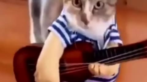 Ukulele Cat