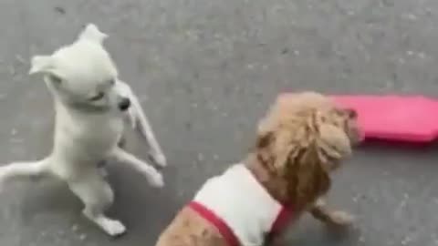 puppies fighting with each other for riding