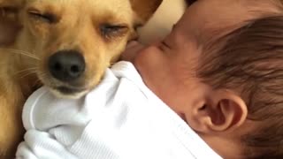Dog Cuddles With Sleepy Baby