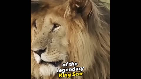 The most famous lion: The lion Scar 🦁🦁