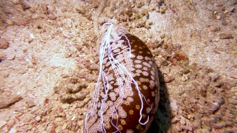 Researchers excited to study sea cucumber's bizarre defense