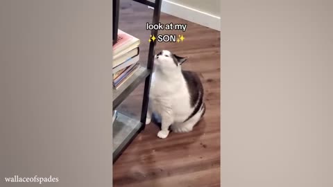 FUNNY CATS COMPILATION PART 2