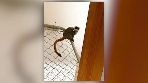 Two missing monkeys returned safely to Dallas zoo