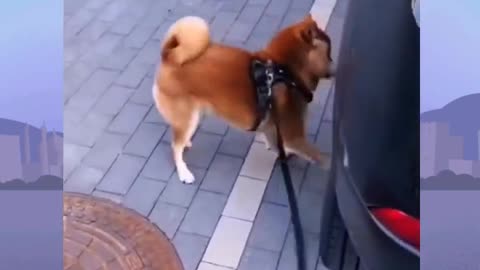 Funny dog video 🙀🐕