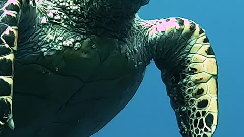 FACE TO FACE WITH SEA TURTLE | Alex Beldi