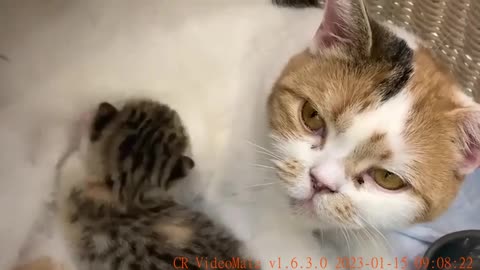 Mother cat wakes up baby kitten with her voice to feed him