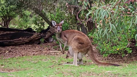 Kangaroos marsupials mammal