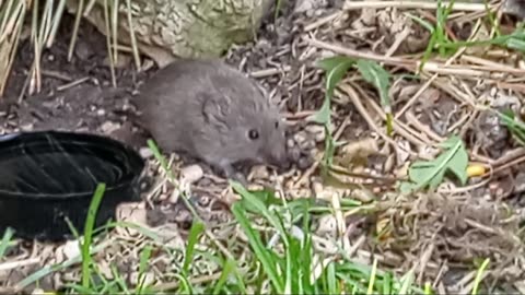 Wild Baby Gerbil Is Getting Big!