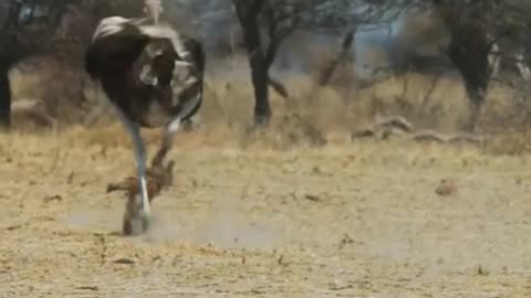 How Fast Can Ostrich Run? 0-60 kmh in...