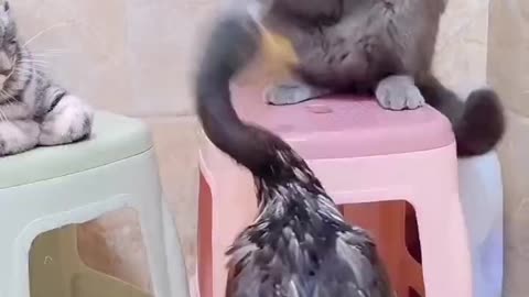 Duck fighting with cat