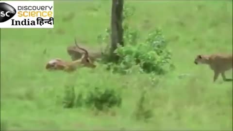 WILD ANIMALS LIFE FIGHT WITH PANTHER ATTACK